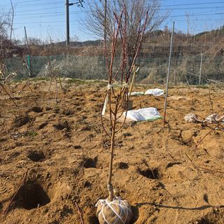 일심묘목농원님의 자유주제 · 자유게시판 작성글 사진