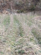 팜모닝 · 게시글 이미지