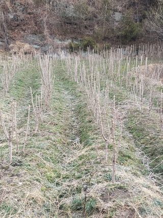 진주 민초피 농원님의 작성글 사진