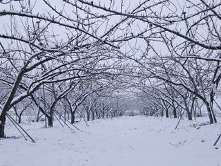 도담자두 샤인포도님의 자유주제·자유게시판 작성글 사진