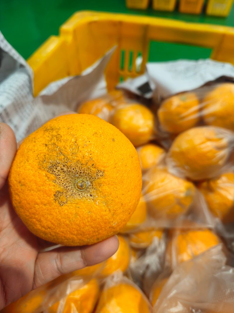 새달귤농장님의 장터 판매 상품 [꼬마노지한라봉 9키로] 첨부 사진