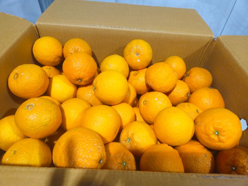 새달귤농장님의 장터 판매 상품 [꼬마노지한라봉 9키로] 첨부 사진