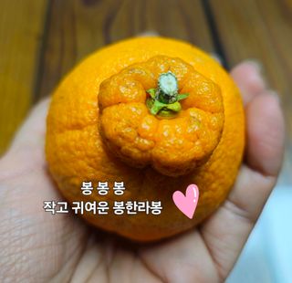 새달귤농장님의 작성글 사진