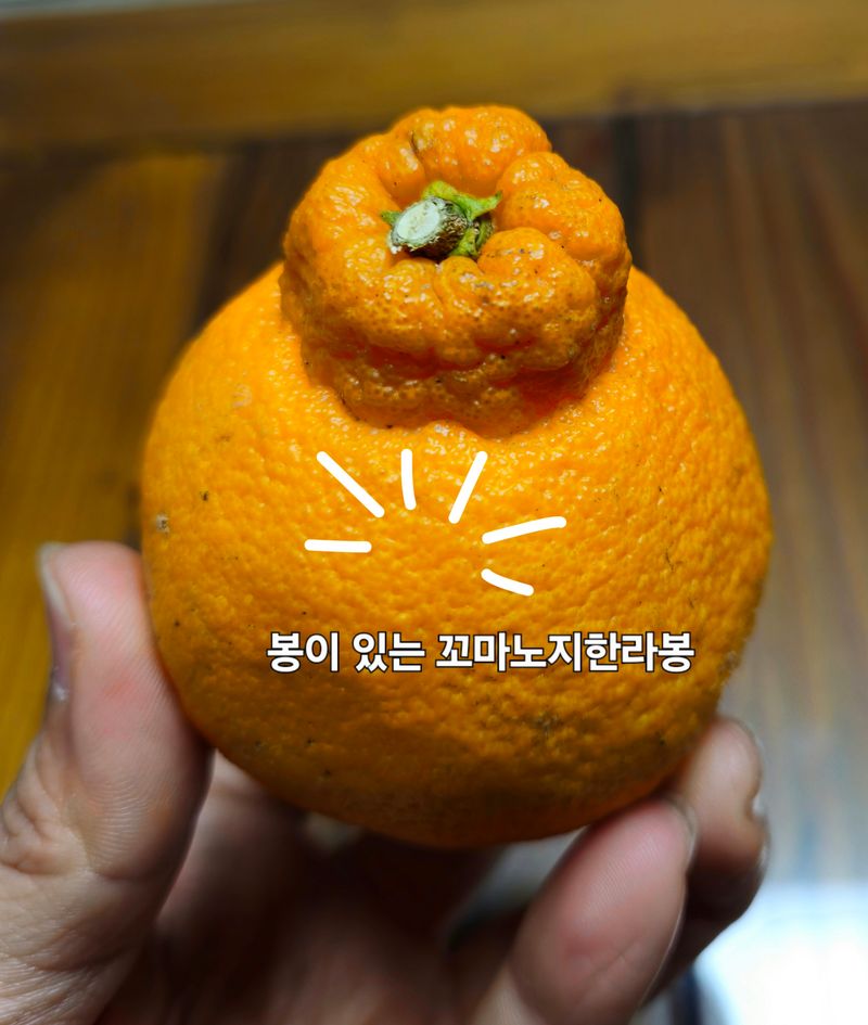 새달귤농장님의 장터 판매 상품 [꼬마노지한라봉 9키로] 첨부 사진