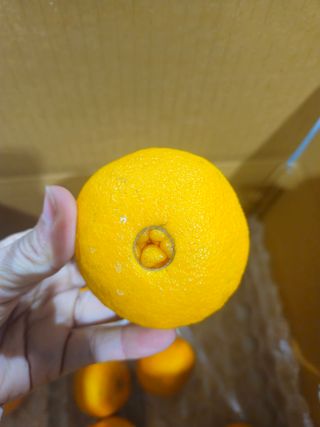 새달귤농장님의 작성글 사진