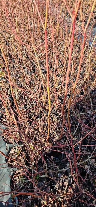 뿌리묘목농원님의 자유주제 · 자유게시판 작성글 사진