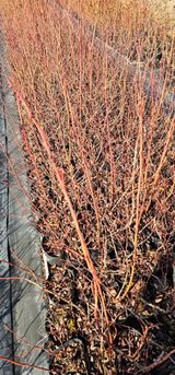 뿌리묘목농원님의 자유주제·자유게시판 작성글 사진