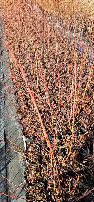 뿌리묘목농원님의 자유주제 · 자유게시판 작성글 사진