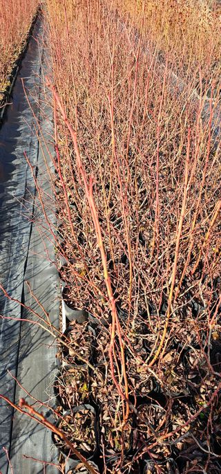 뿌리묘목농원님의 자유주제 · 자유게시판 작성글 사진