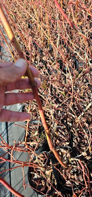 뿌리묘목농원님의 자유주제 · 자유게시판 작성글 사진