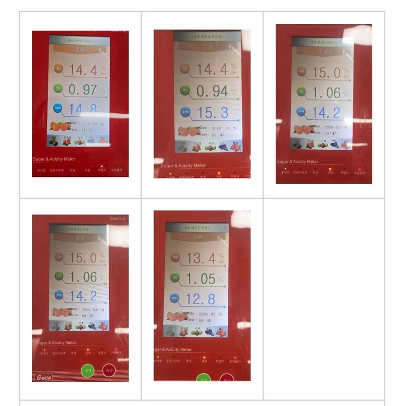 새달귤농장님의 장터 판매 상품 [꼬마노지한라봉 9키로] 첨부 사진