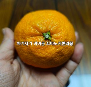 새달귤농장님의 작성글 사진