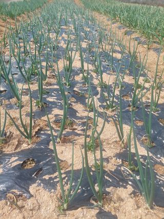 재연농장님의 자유주제 · 자유게시판 작성글 사진