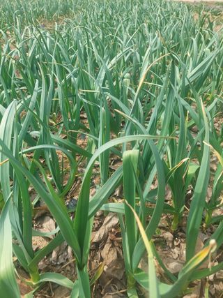 재연농장님의 자유주제 · 자유게시판 작성글 사진