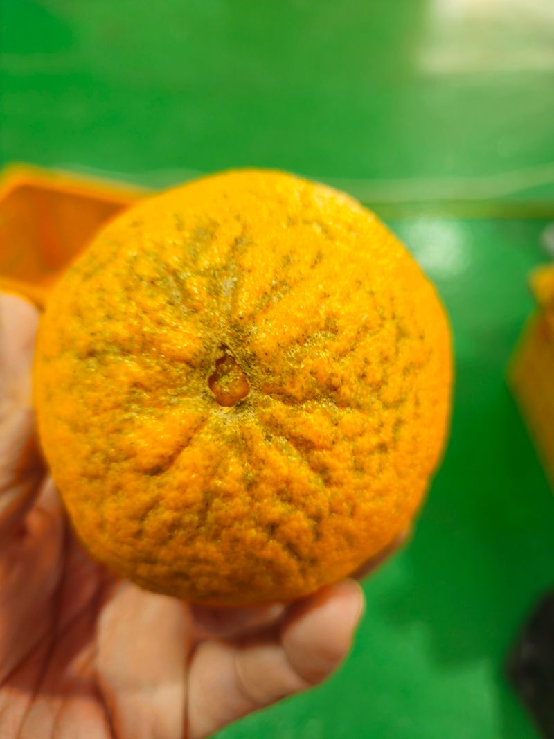 새달귤농장님의 장터 판매 상품 [꼬마노지한라봉 9키로] 첨부 사진