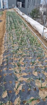 팜모닝 자유주제·자유게시판 게시글 이미지