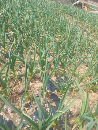 재연농장님의 자유주제 · 자유게시판 작성글 사진