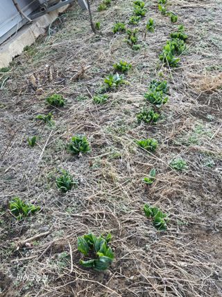 팜모닝회원 바이크농원님의 자유주제 · 자유게시판 작성글 사진