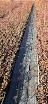 뿌리묘목농원님의 자유주제·자유게시판 작성글 사진