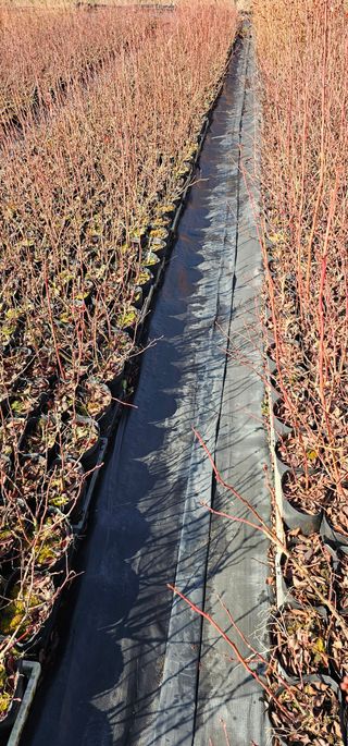 뿌리묘목농원님의 자유주제 · 자유게시판 작성글 사진