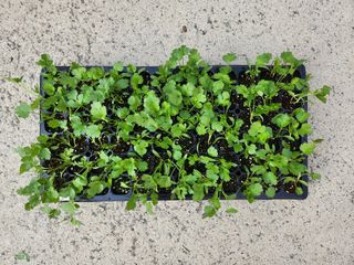 안산제일농약사님의 작성글 사진