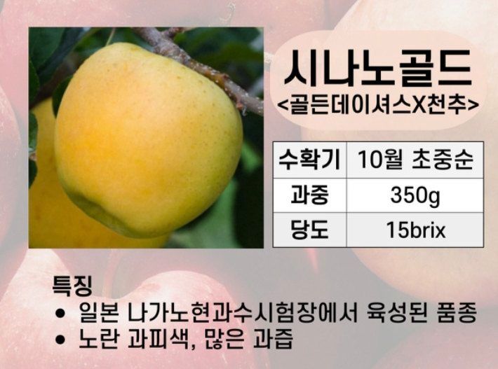 우리농원님의 장터 판매 상품 [사과 자근묘목 판매 마지막 물량] 첨부 사진