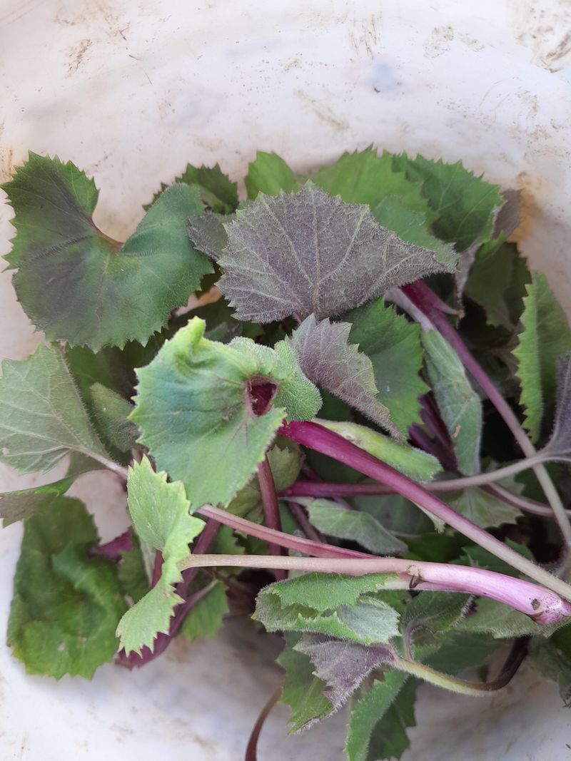 김민수산에서농사중님의 장터 판매 상품 [머위나물] 첨부 사진