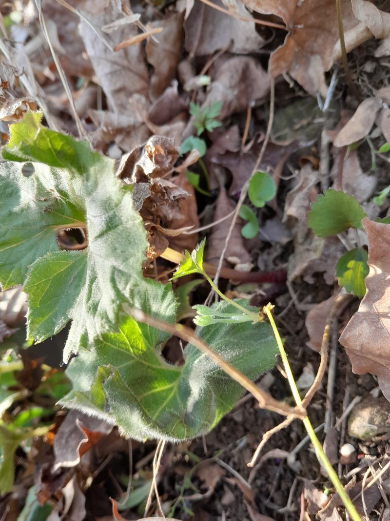 김민수산에서농사중님의 장터 판매 상품 [머위나물] 첨부 사진