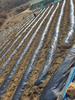 옥천서화농님의 자유주제 · 자유게시판 작성글 사진