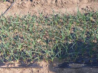 옥천서화농님의 자유주제 · 자유게시판 작성글 사진