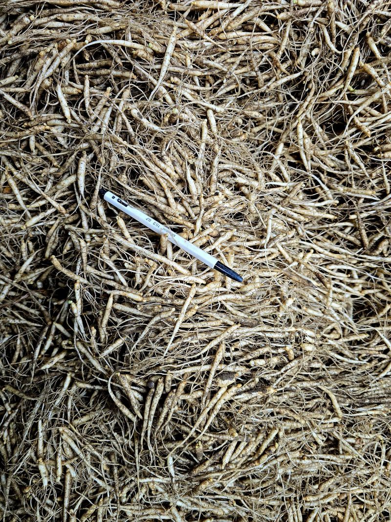 진상빈님의 장터 판매 상품 [오늘 캔 햇묘종삼 200g/500g/1kg] 첨부 사진