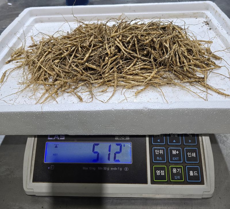 진상빈님의 장터 판매 상품 [오늘 캔 햇묘종삼 200g/500g/1kg] 첨부 사진