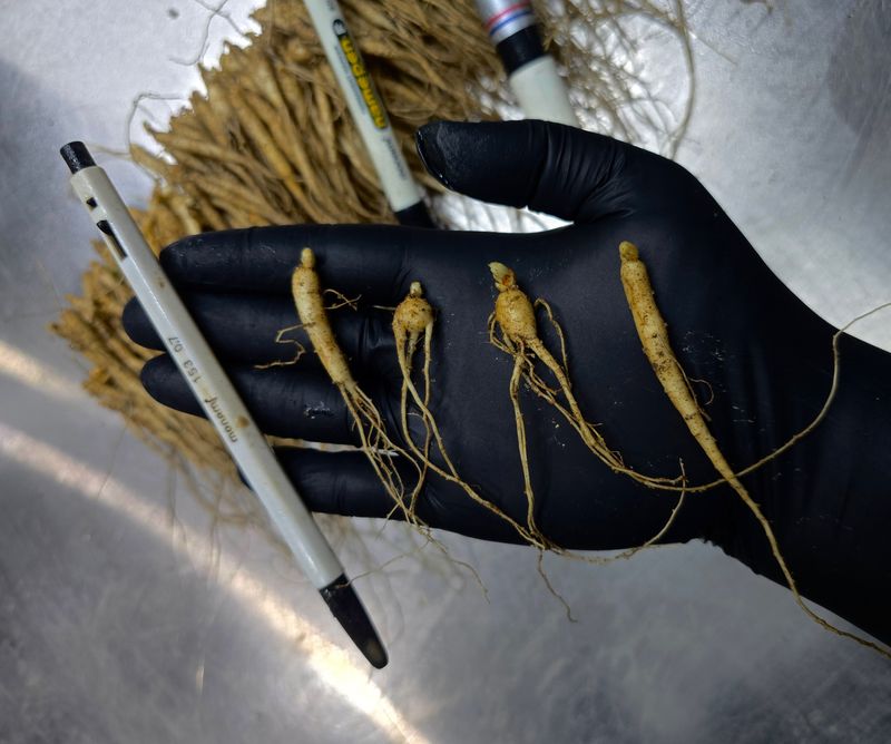 진상빈님의 장터 판매 상품 [오늘 캔 햇묘종삼 200g/500g/1kg] 첨부 사진