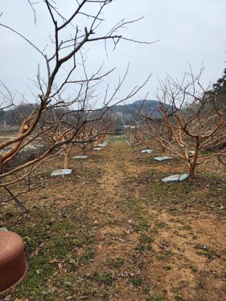 대봉감 단감 고구마님의 자유주제 · 사진전 작성글 사진