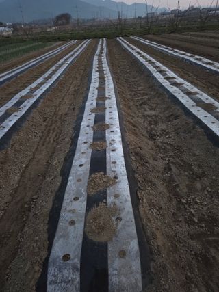 심상훈님의 감자 · 자유게시판 작성글 사진