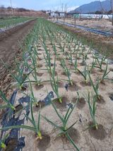 팜모닝 마늘·비료•농약 게시글 이미지