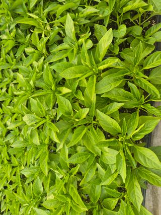 박무순님의 자유주제 · 자유게시판 작성글 사진