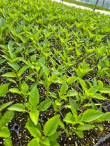 팜모닝 자유주제·자유게시판 게시글 이미지