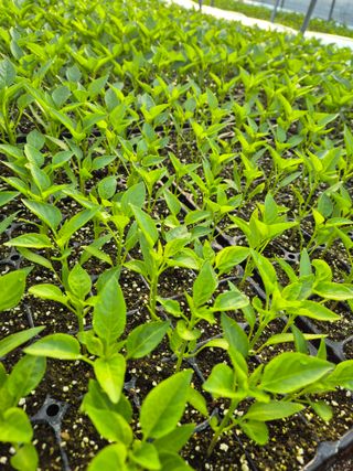 김영진(전남영광)님의 자유주제·자유게시판 작성글 사진