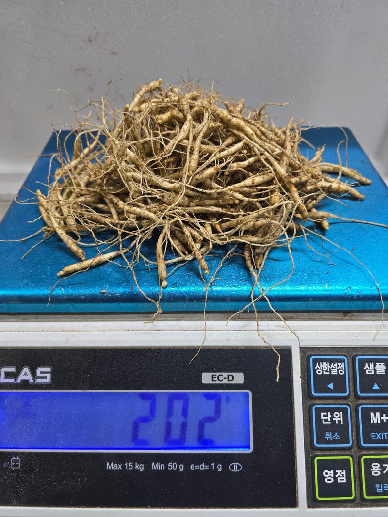 진상빈님의 장터 판매 상품 [오늘 캔 햇묘종삼 200g/500g/1kg] 첨부 사진