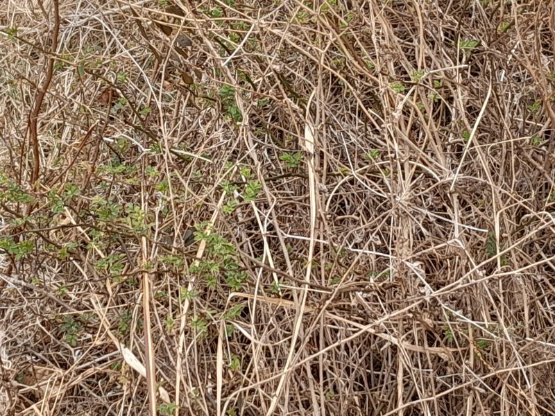 김민수산에서농사중님의 장터 판매 상품 [찔레순] 첨부 사진