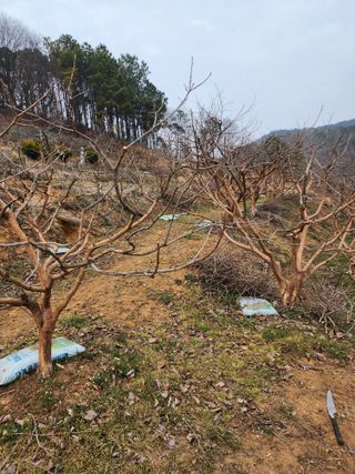 대봉감 단감 고구마님의 자유주제 · 사진전 작성글 사진