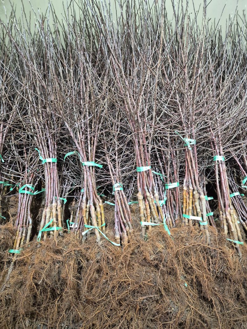 우리농원님의 장터 판매 상품 [사과 자근묘목 판매 마지막 물량] 첨부 사진