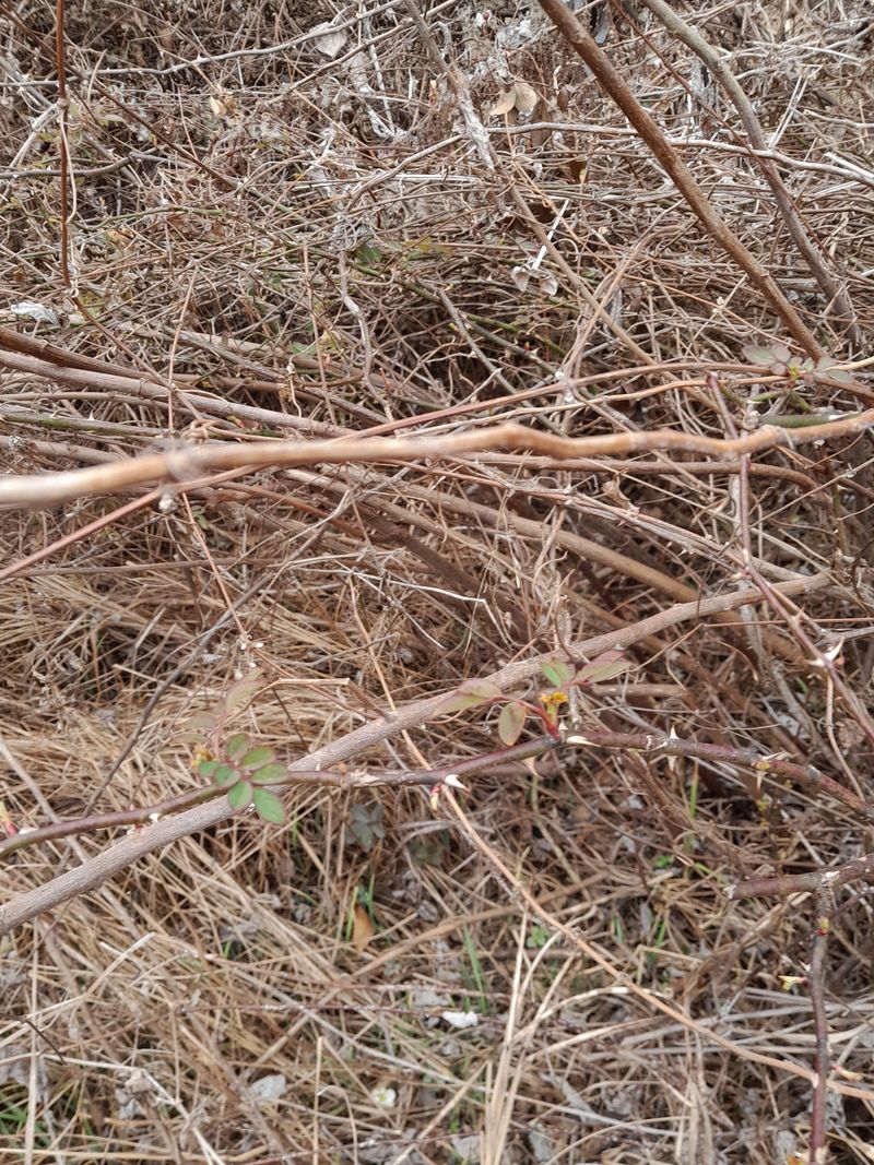 김민수산에서농사중님의 장터 판매 상품 [찔레순] 첨부 사진