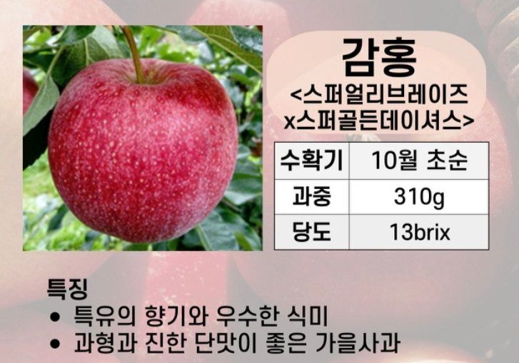 우리농원님의 장터 판매 상품 [사과 자근묘목 판매 마지막 물량] 첨부 사진