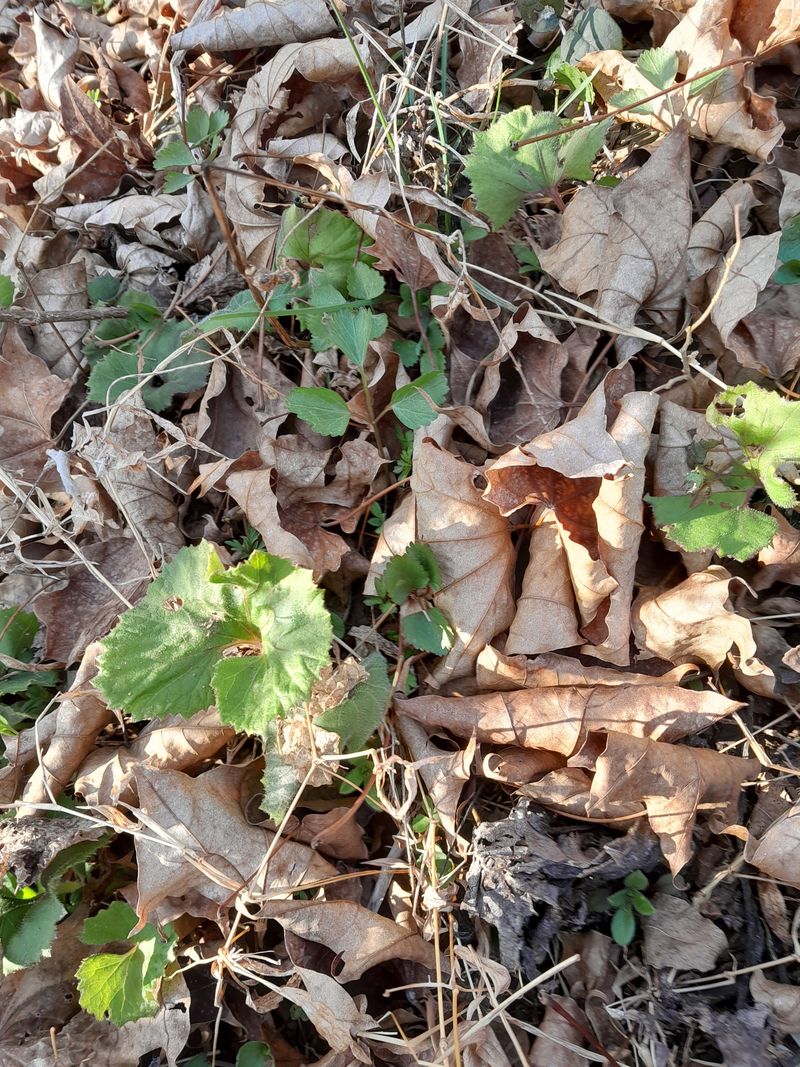 김민수산에서농사중님의 장터 판매 상품 [머위나물] 첨부 사진