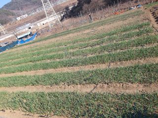 옥천서화농님의 자유주제 · 자유게시판 작성글 사진