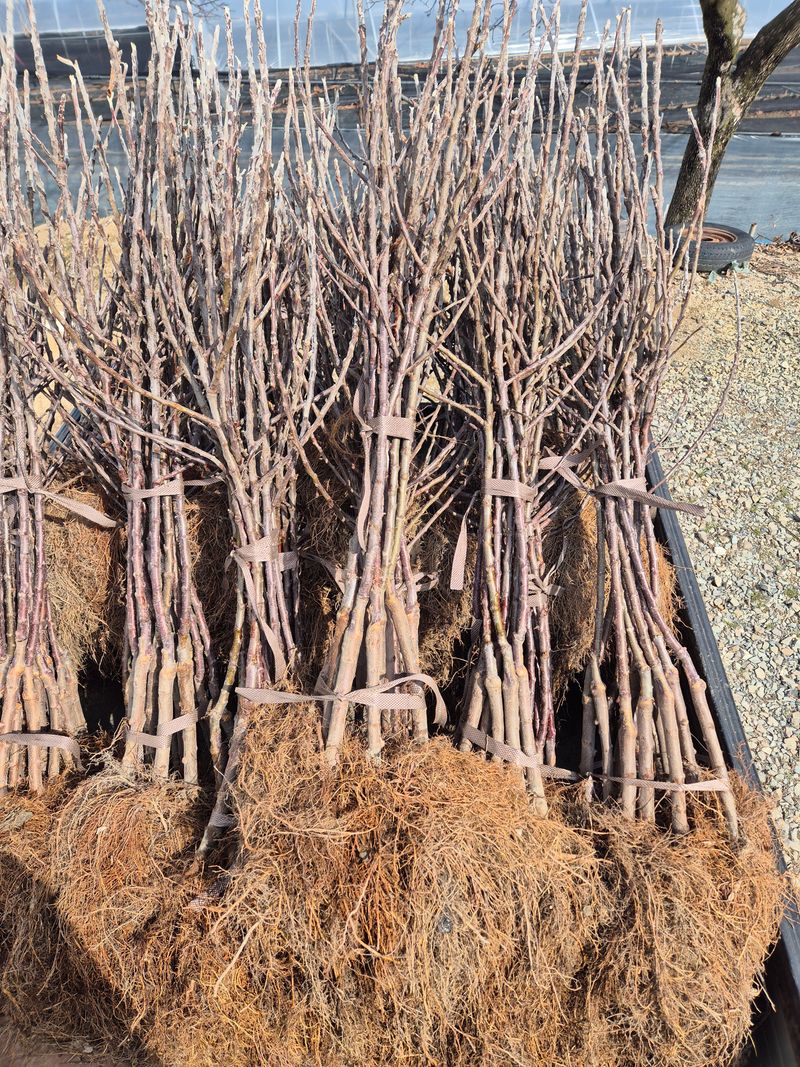 우리농원님의 장터 판매 상품 [사과 자근묘목 판매 마지막 물량] 첨부 사진