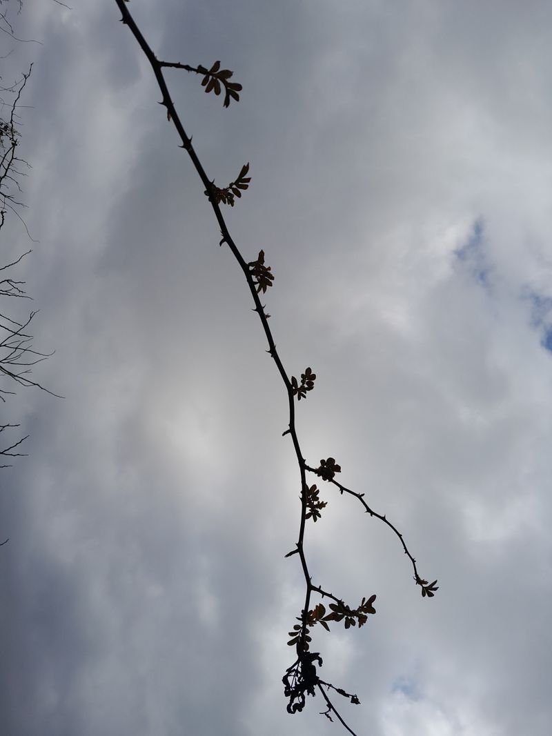 김민수산에서농사중님의 장터 판매 상품 [찔레순] 첨부 사진