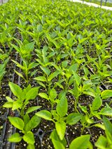 김영진(전남영광)님의 자유주제·자유게시판 작성글 사진